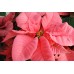 Pink Poinsettia